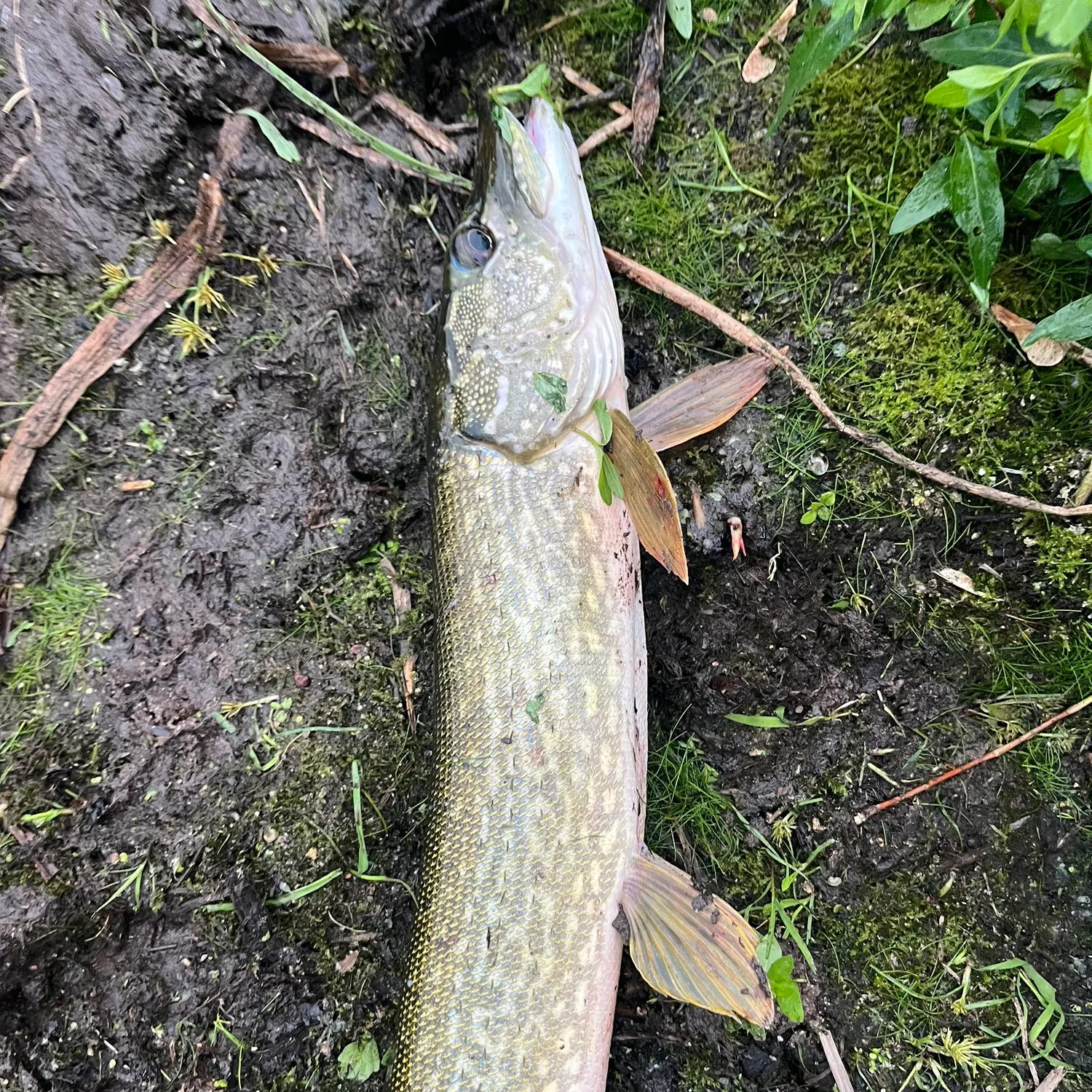 Northern pike caught on Fishbrain