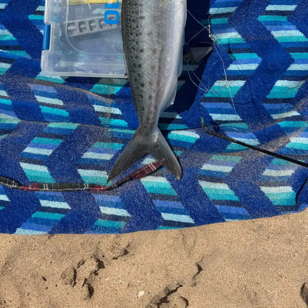 The most recent Eastern Australian salmon catches on Fishbrain