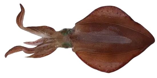 Southern calamari