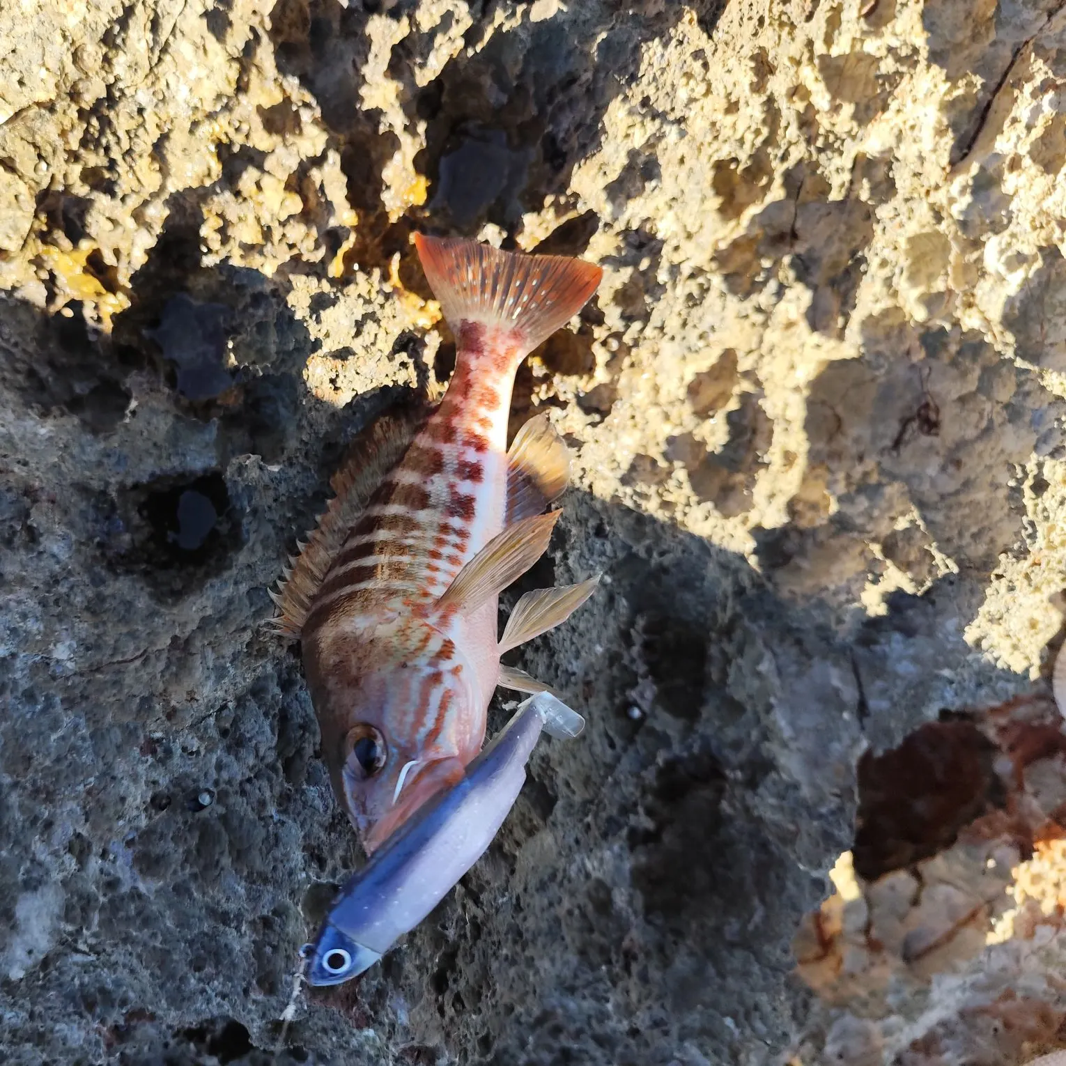 The most recent Comber catches on Fishbrain