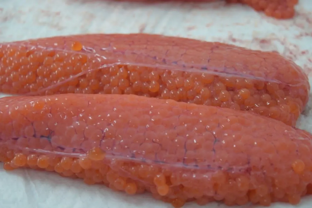 Salmon/Trout Skein