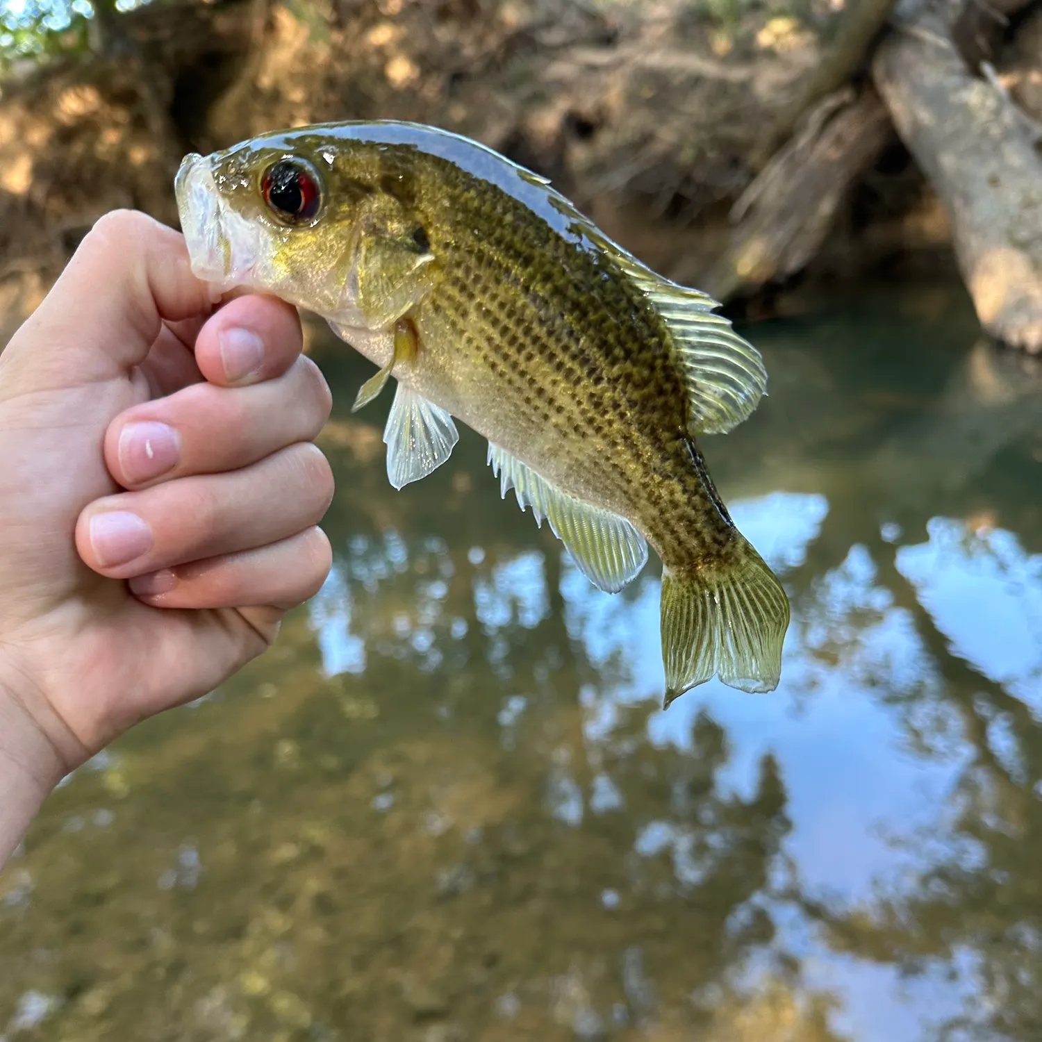 Fish caught on Fishbrain