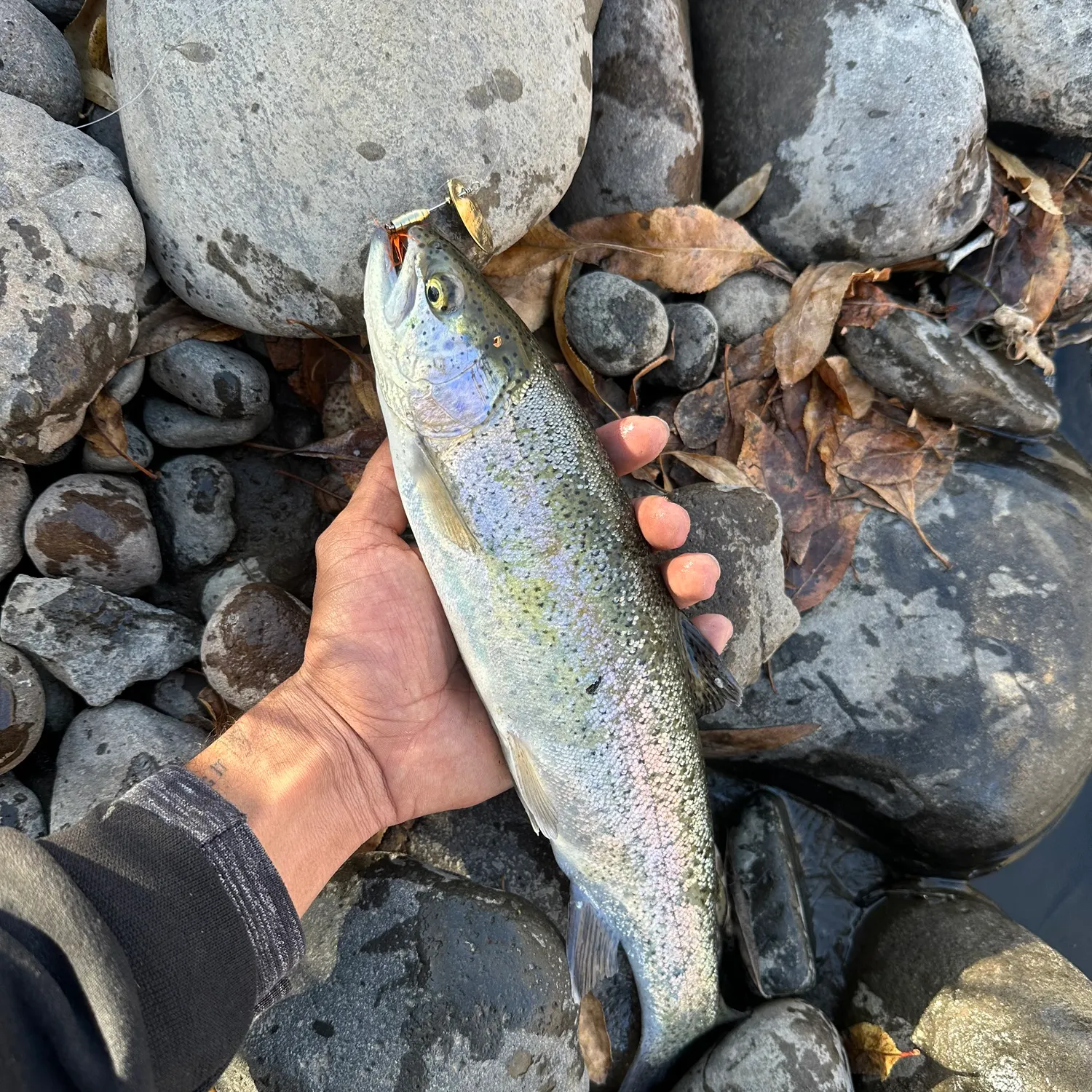 recently logged catches