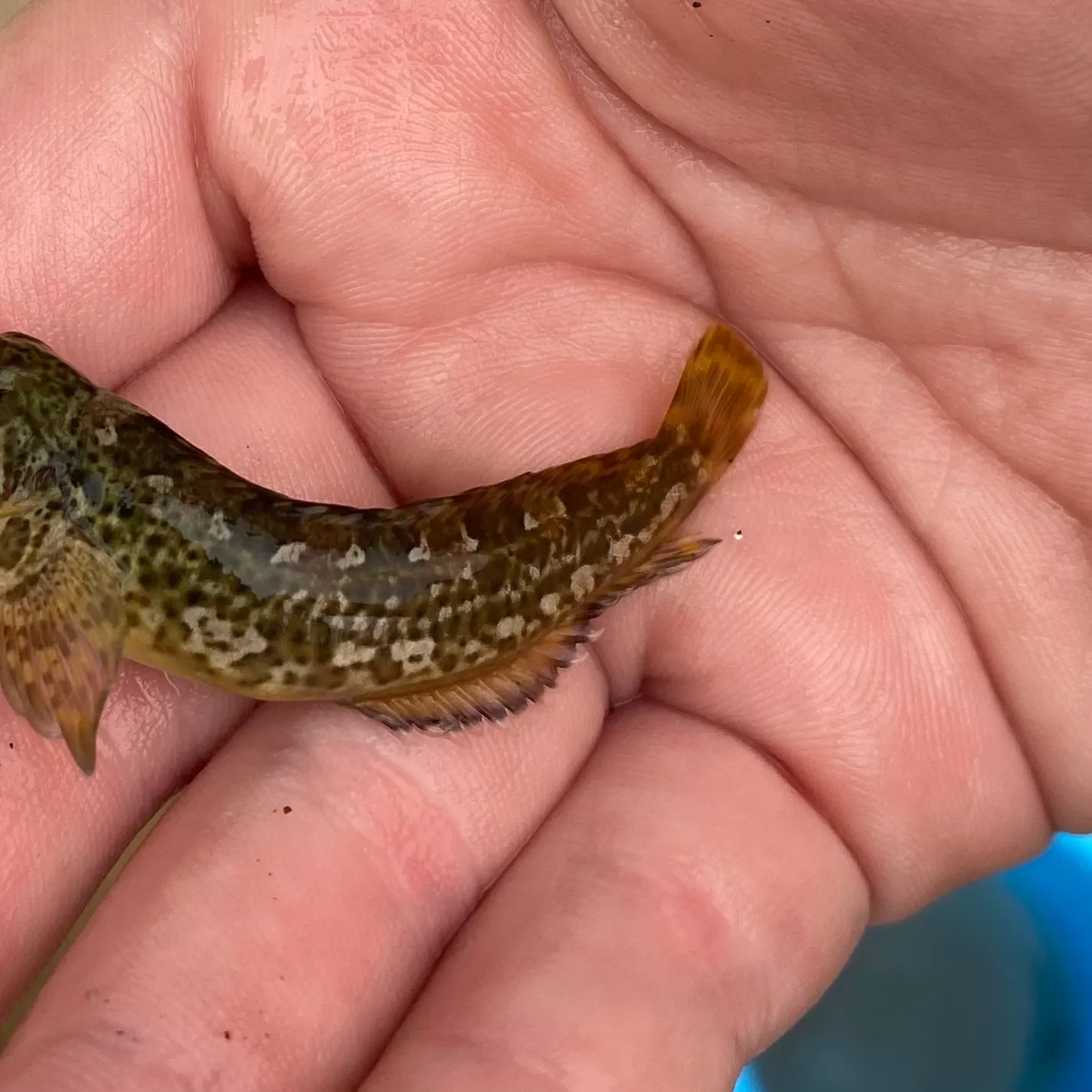 Round goby caught on Fishbrain