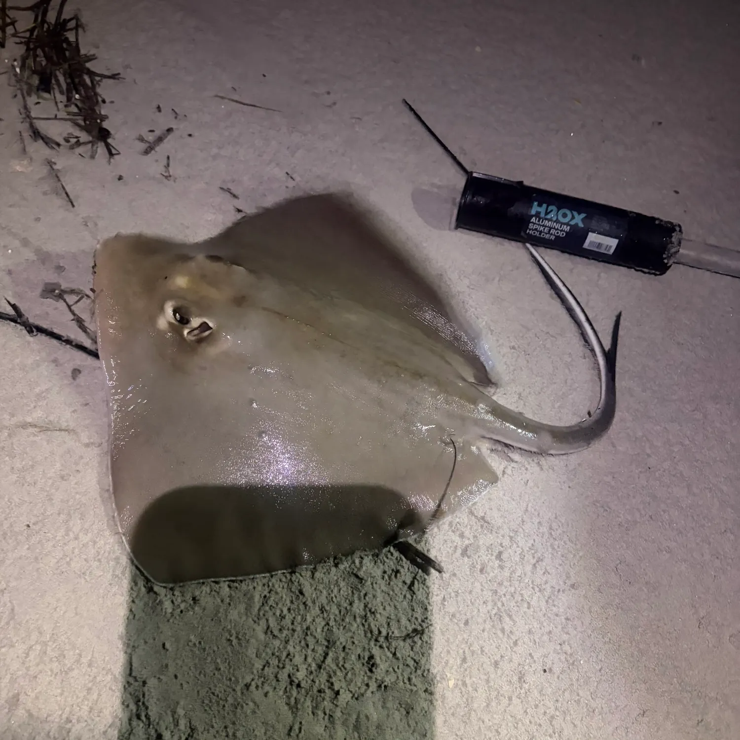 Atlantic stingray caught on Fishbrain