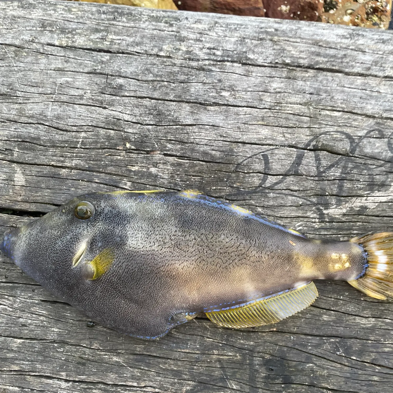 Yellowfin leatherjacket caught on Fishbrain