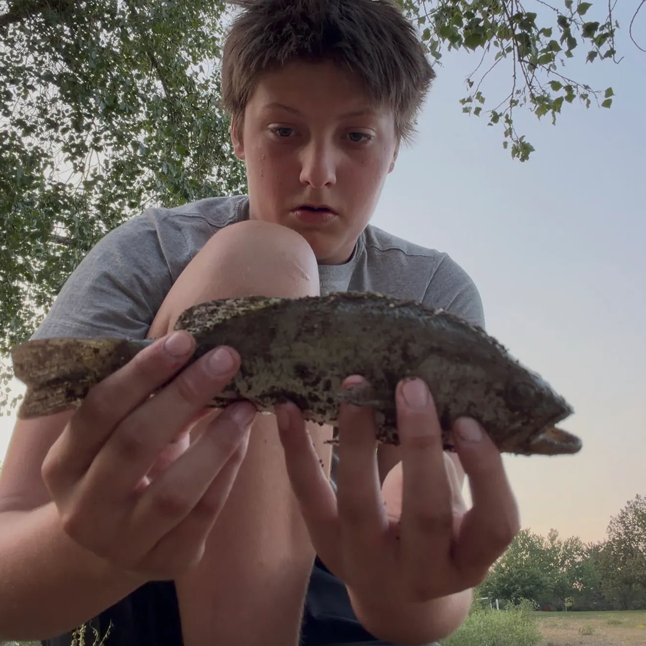 The most recent Bidyan perch catches on Fishbrain