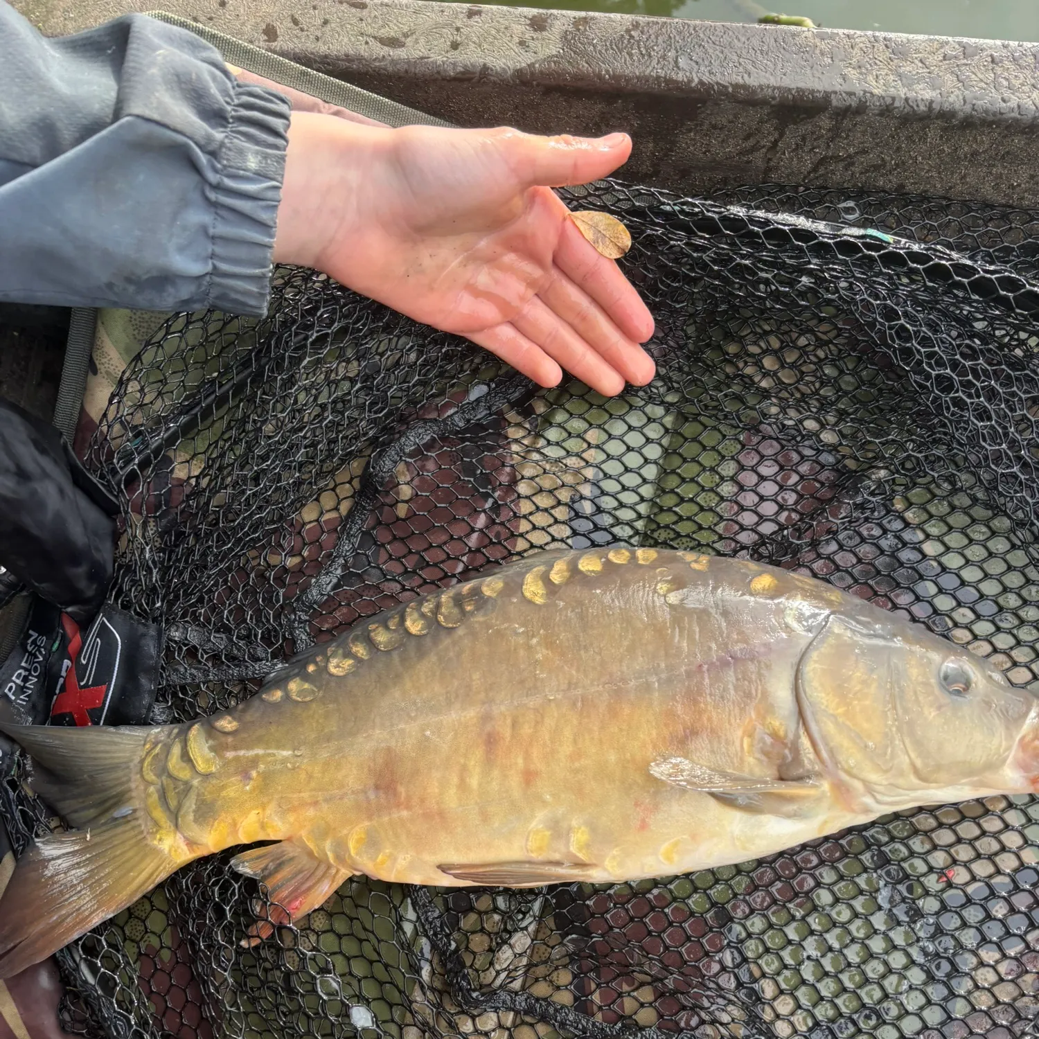 Mirror carp caught on Fishbrain