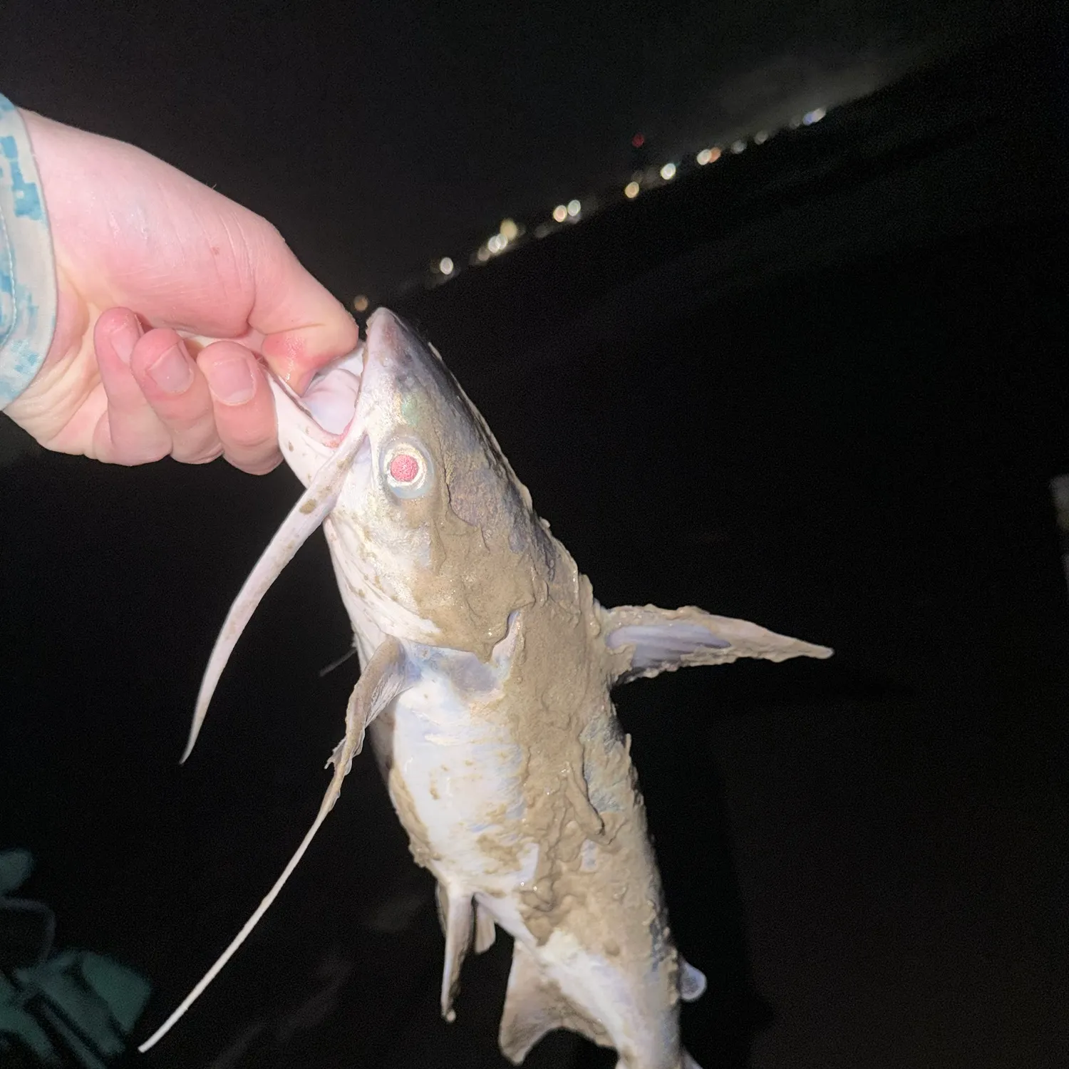 Gafftopsail sea catfish caught on Fishbrain