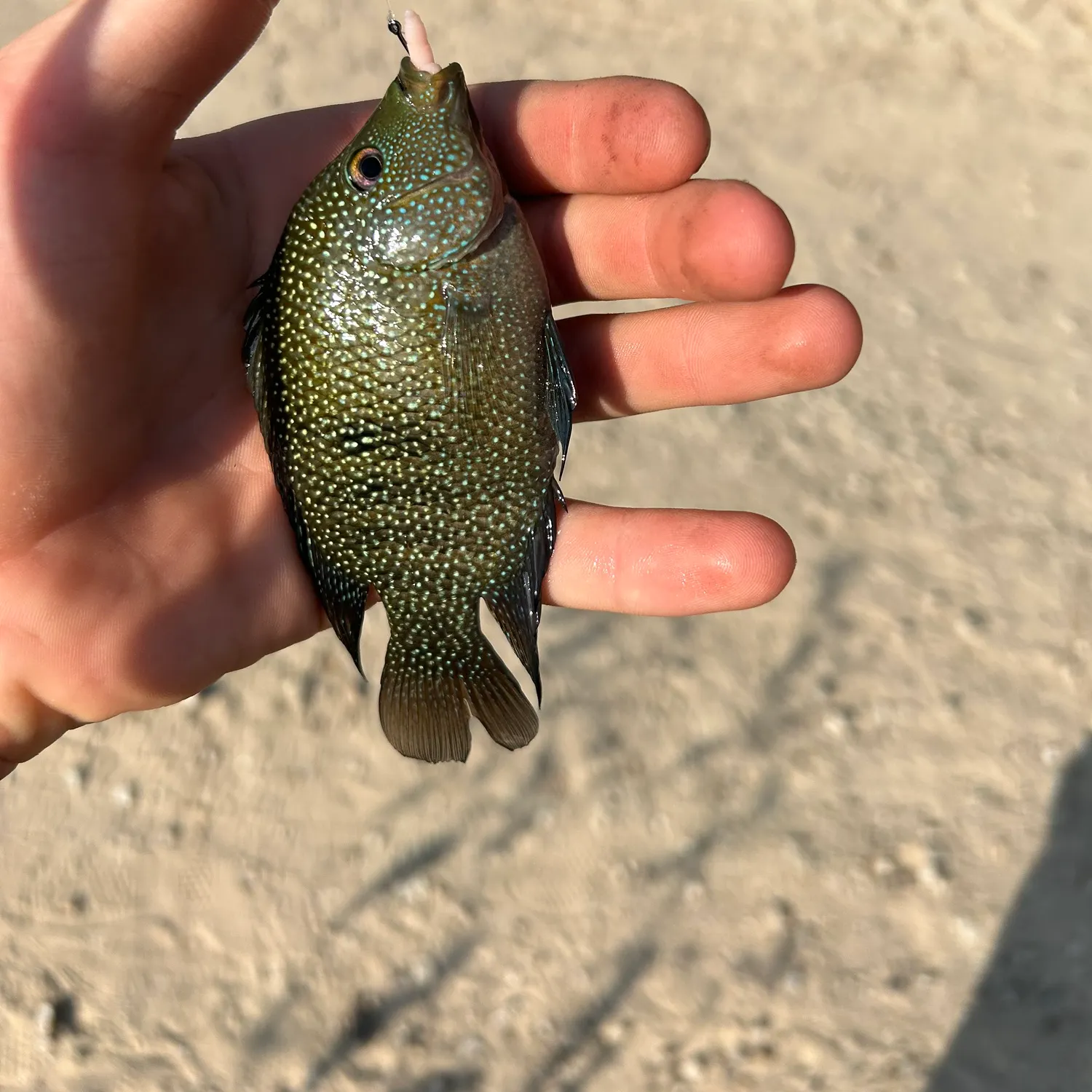 The most recent Rio Grande cichlid catches on Fishbrain
