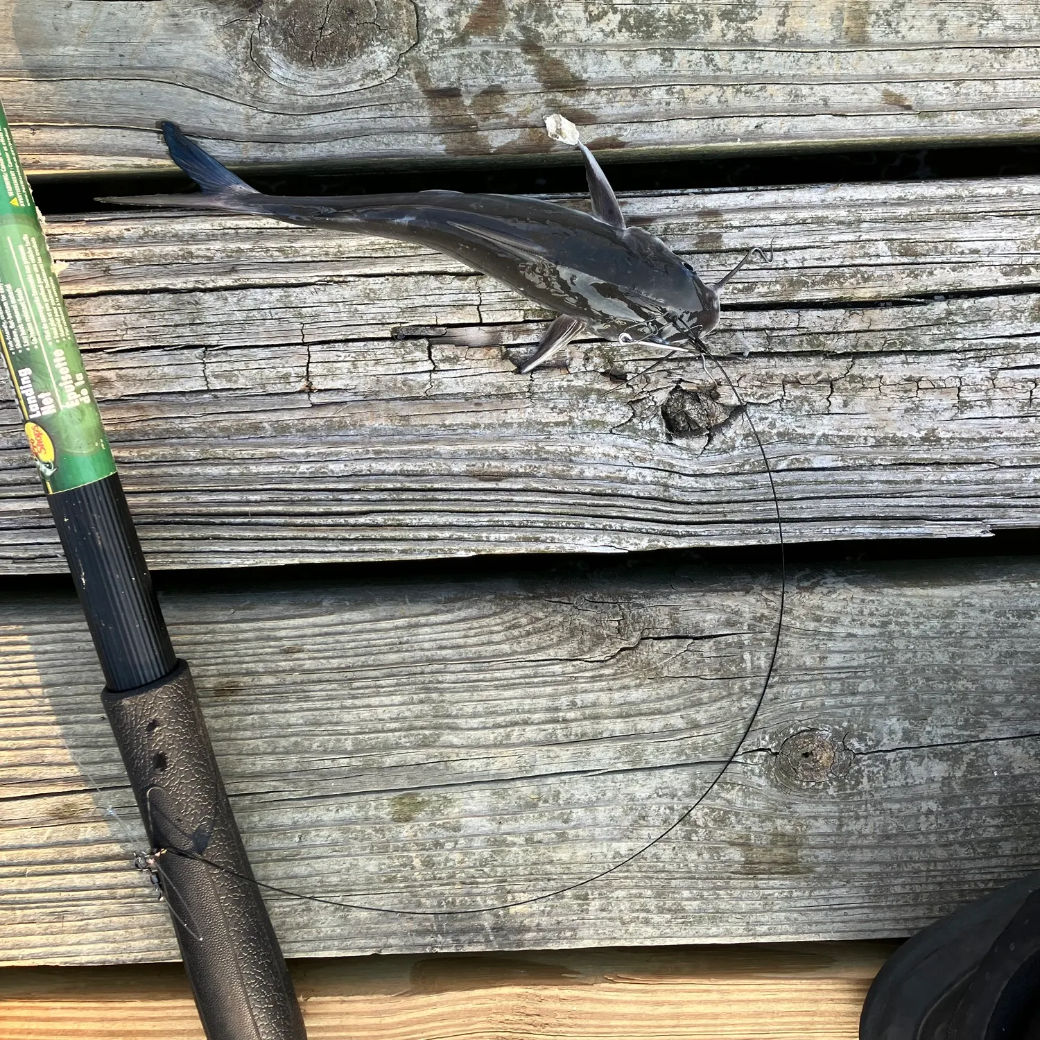 Gafftopsail sea catfish caught on Fishbrain