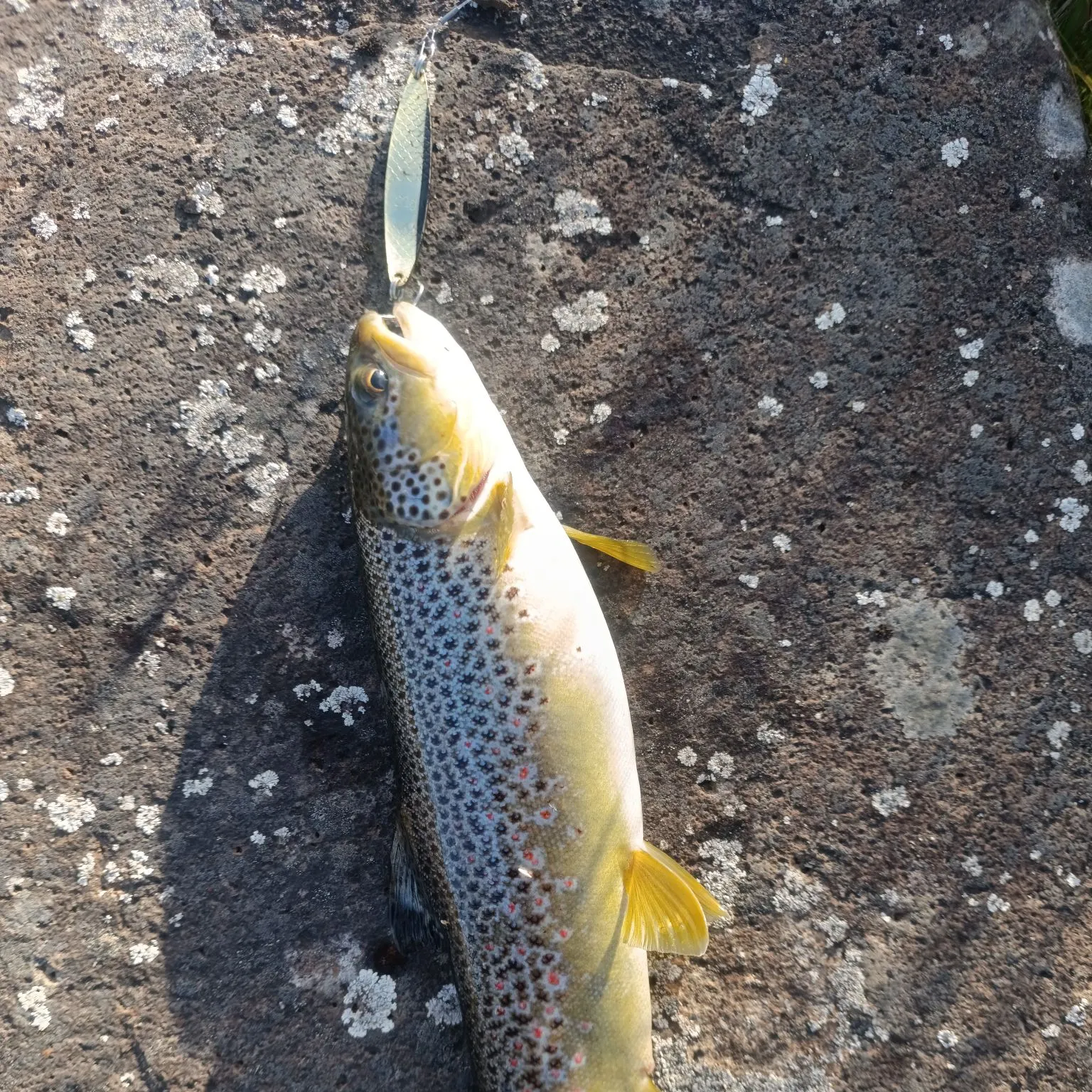Brown trout caught on Fishbrain