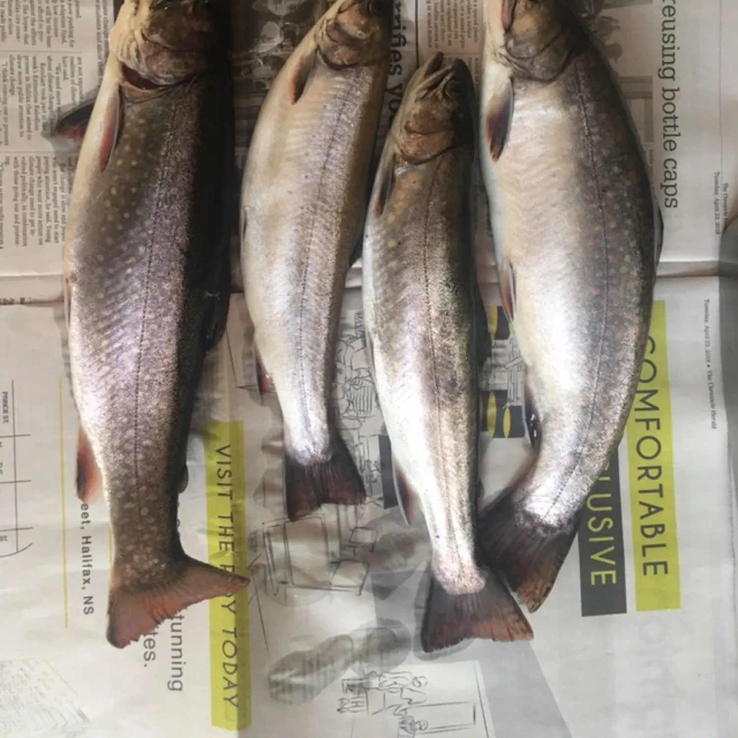 recently logged catches