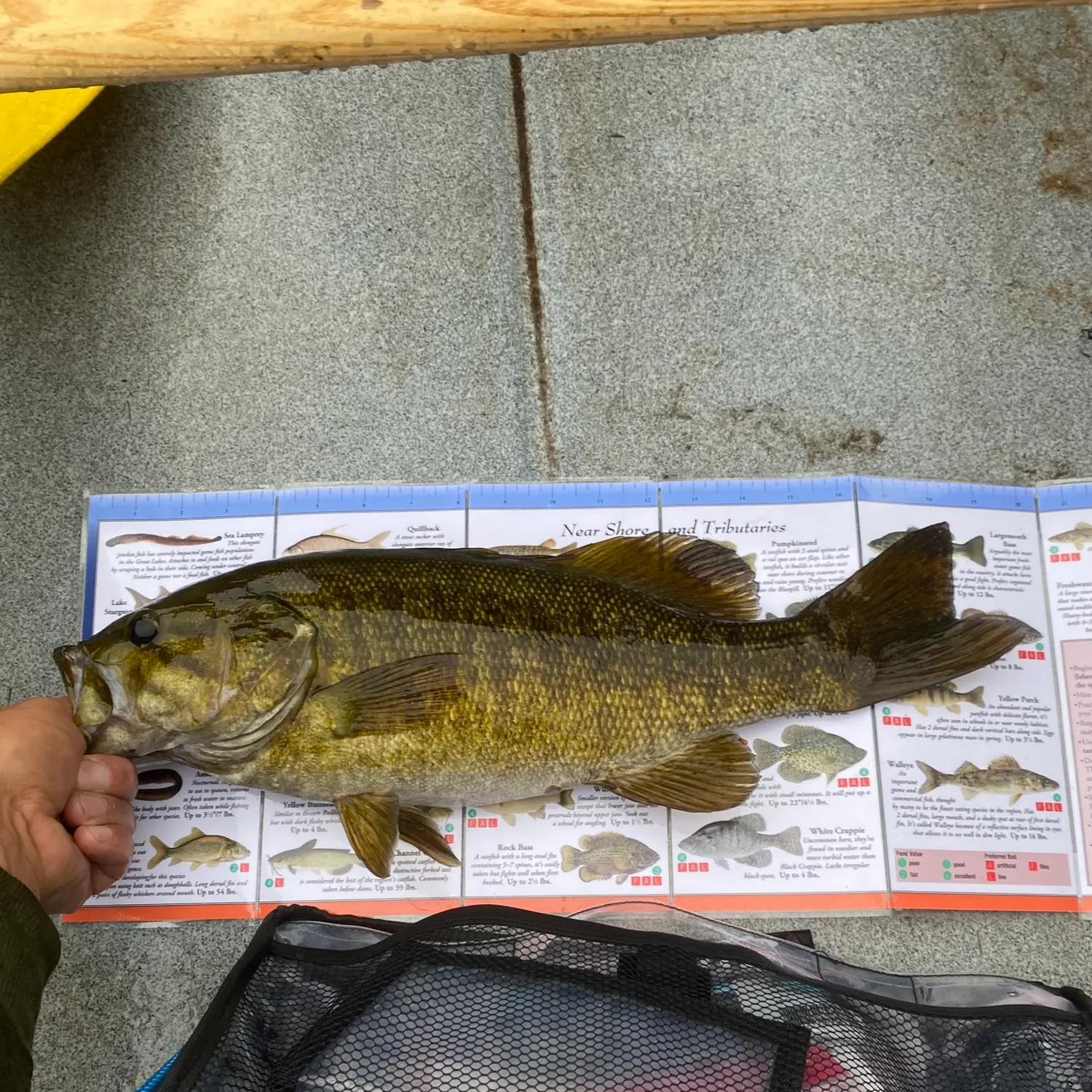 Smallmouth bass caught on Fishbrain
