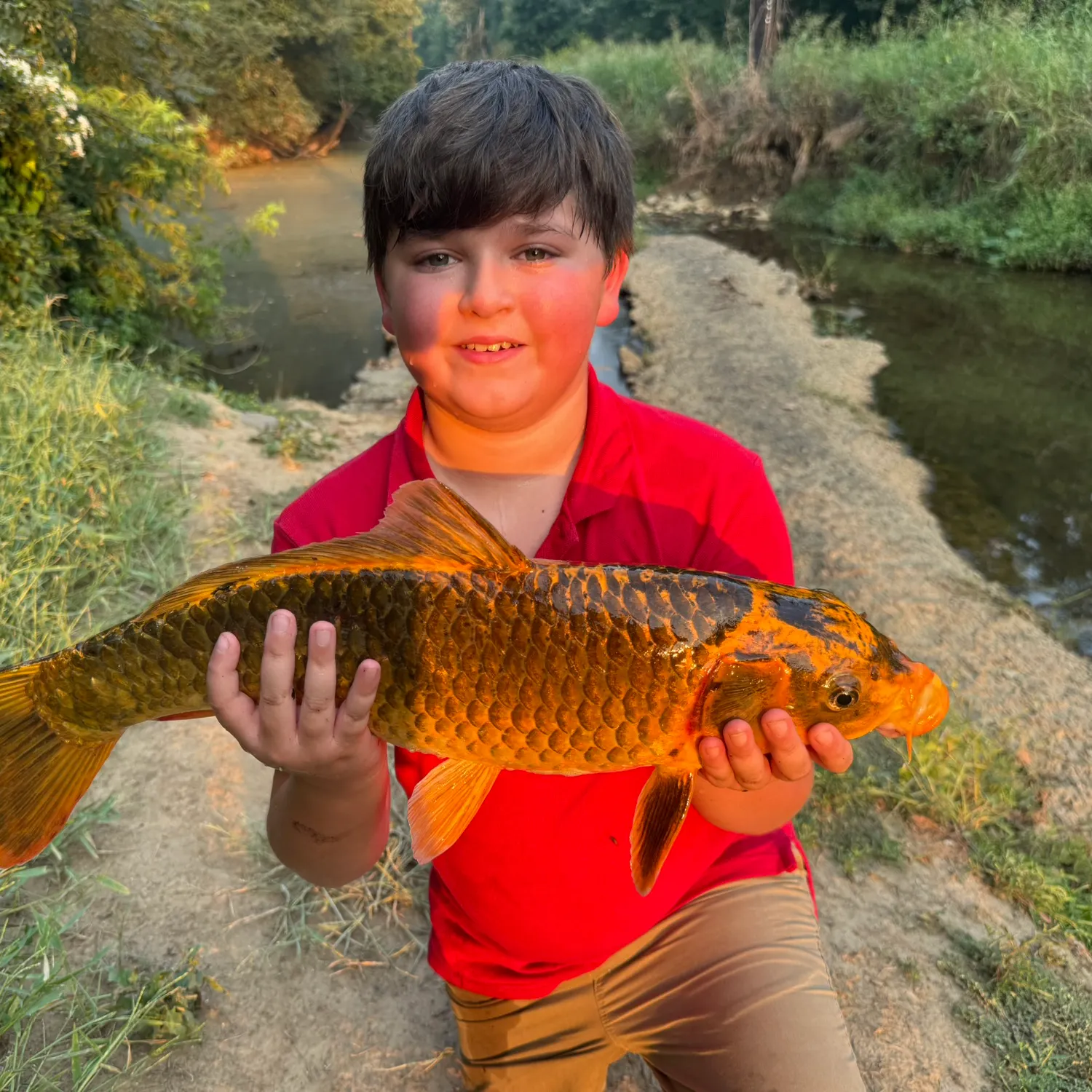 Koi carp caught on Fishbrain