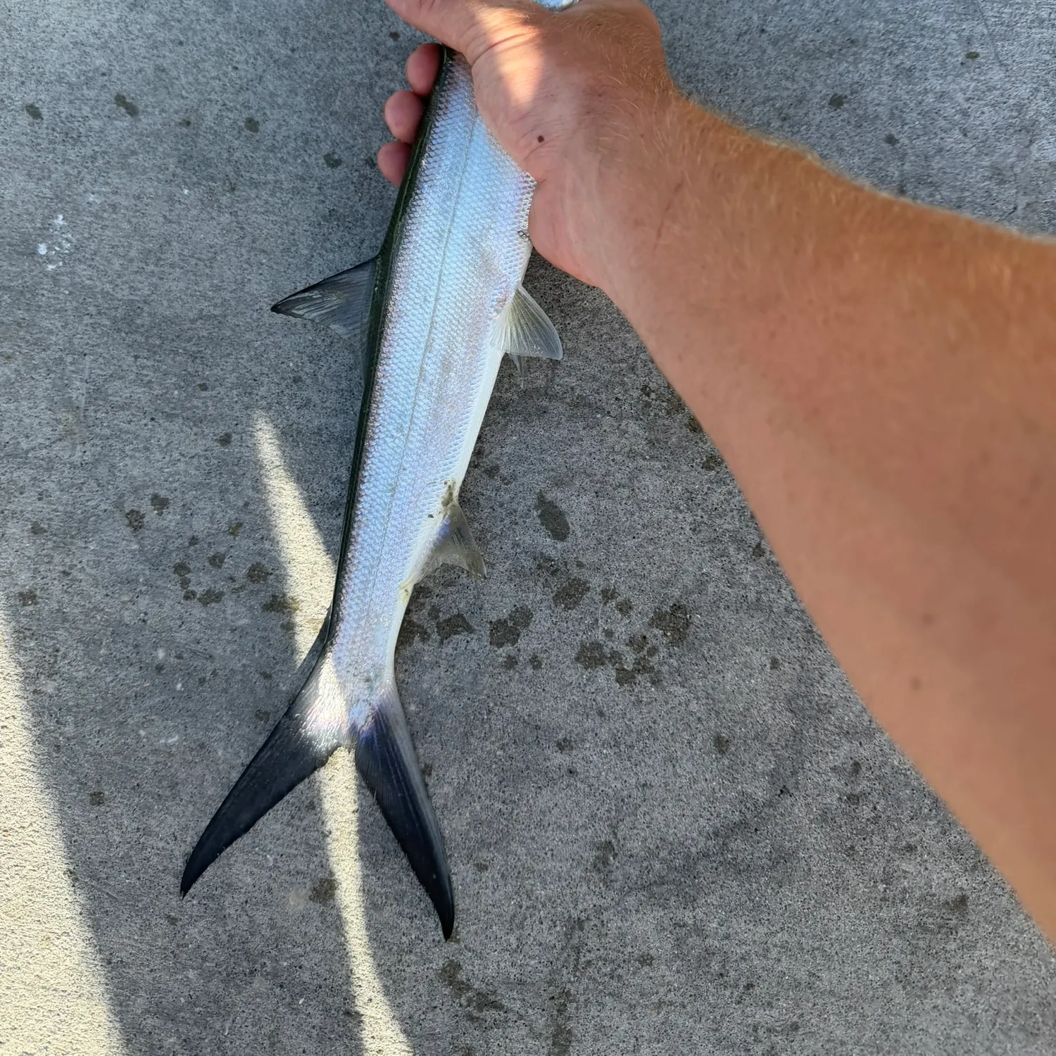 Ladyfish caught on Fishbrain