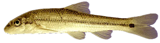 Suckermouth minnow