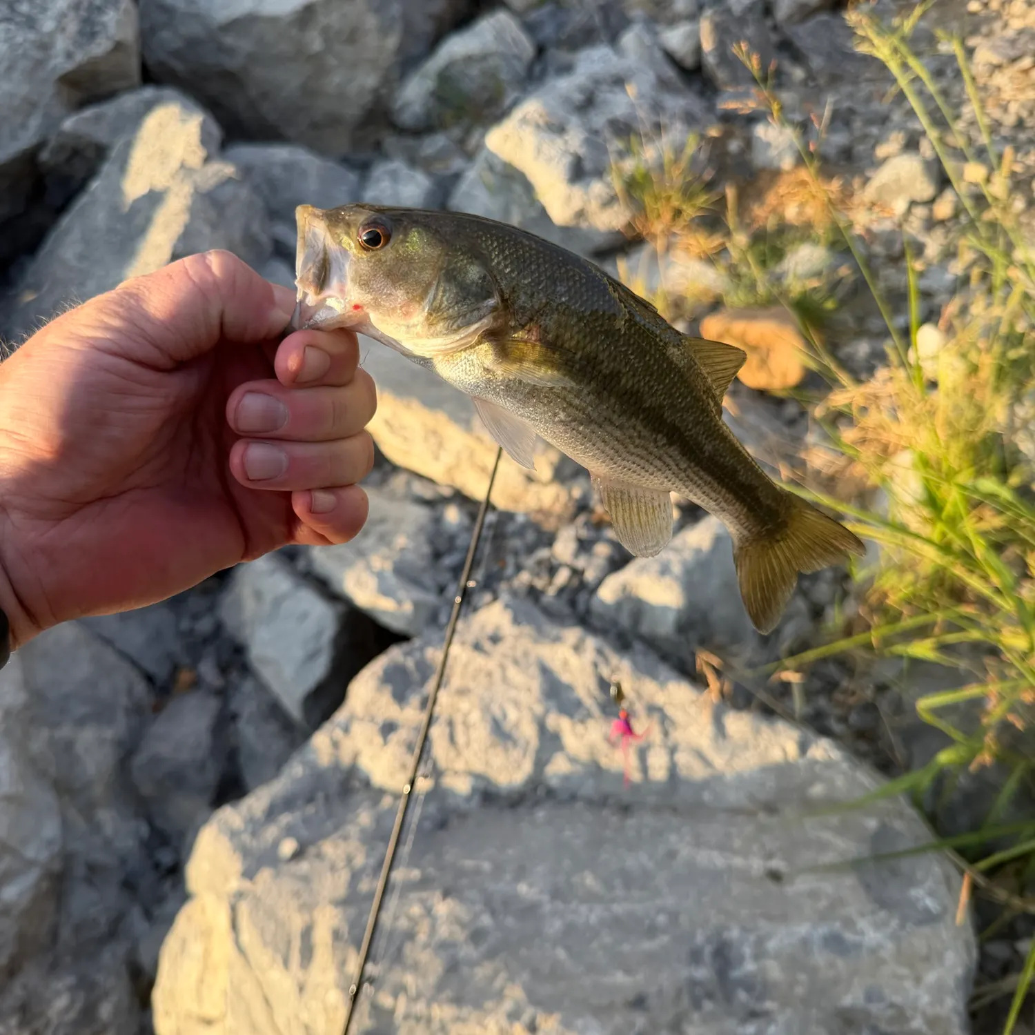 Fish caught on Fishbrain