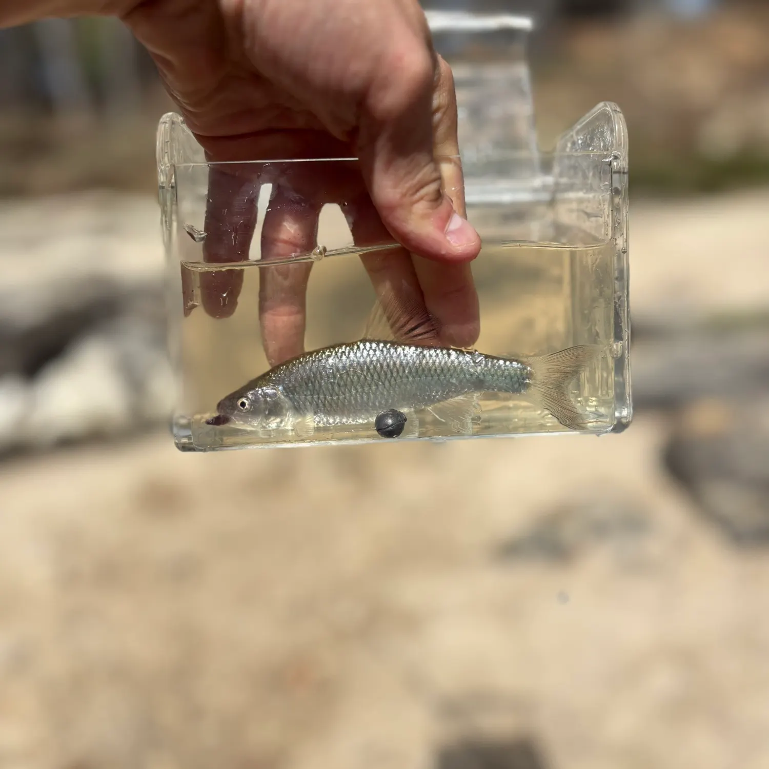 The most recent Bluntface shiner catches on Fishbrain