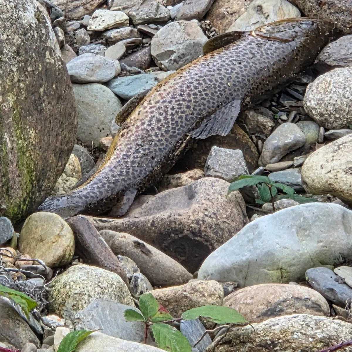 Brown trout caught on Fishbrain
