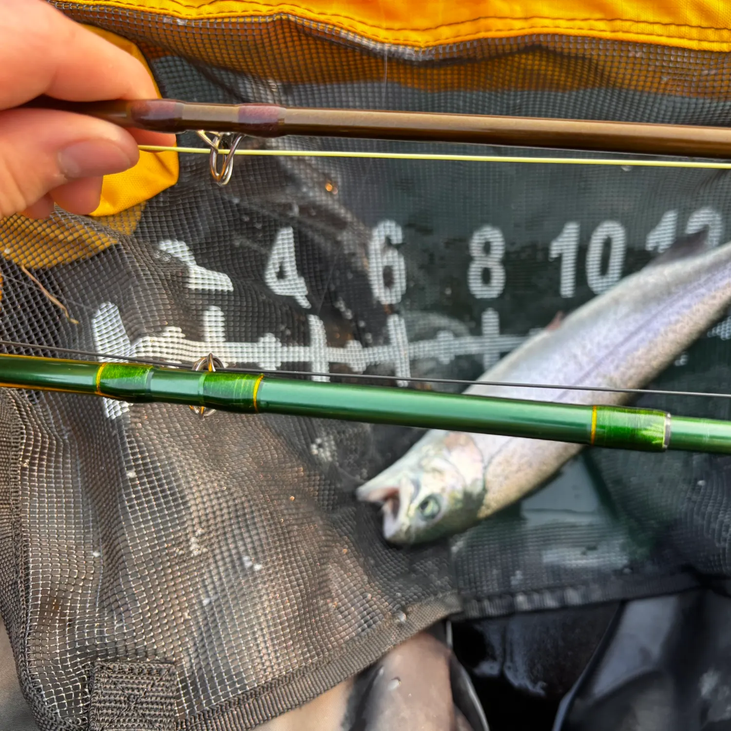 Rainbow trout caught on Fishbrain