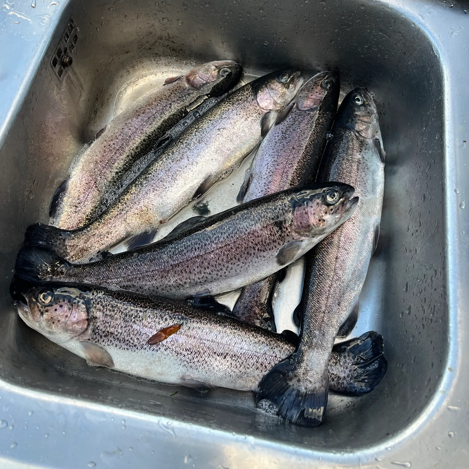 Rainbow trout caught on Fishbrain