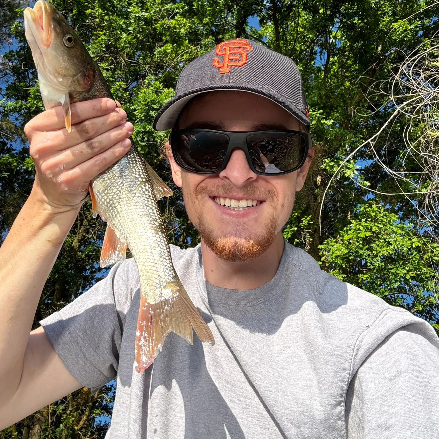 The most recent Sacramento pikeminnow catches on Fishbrain