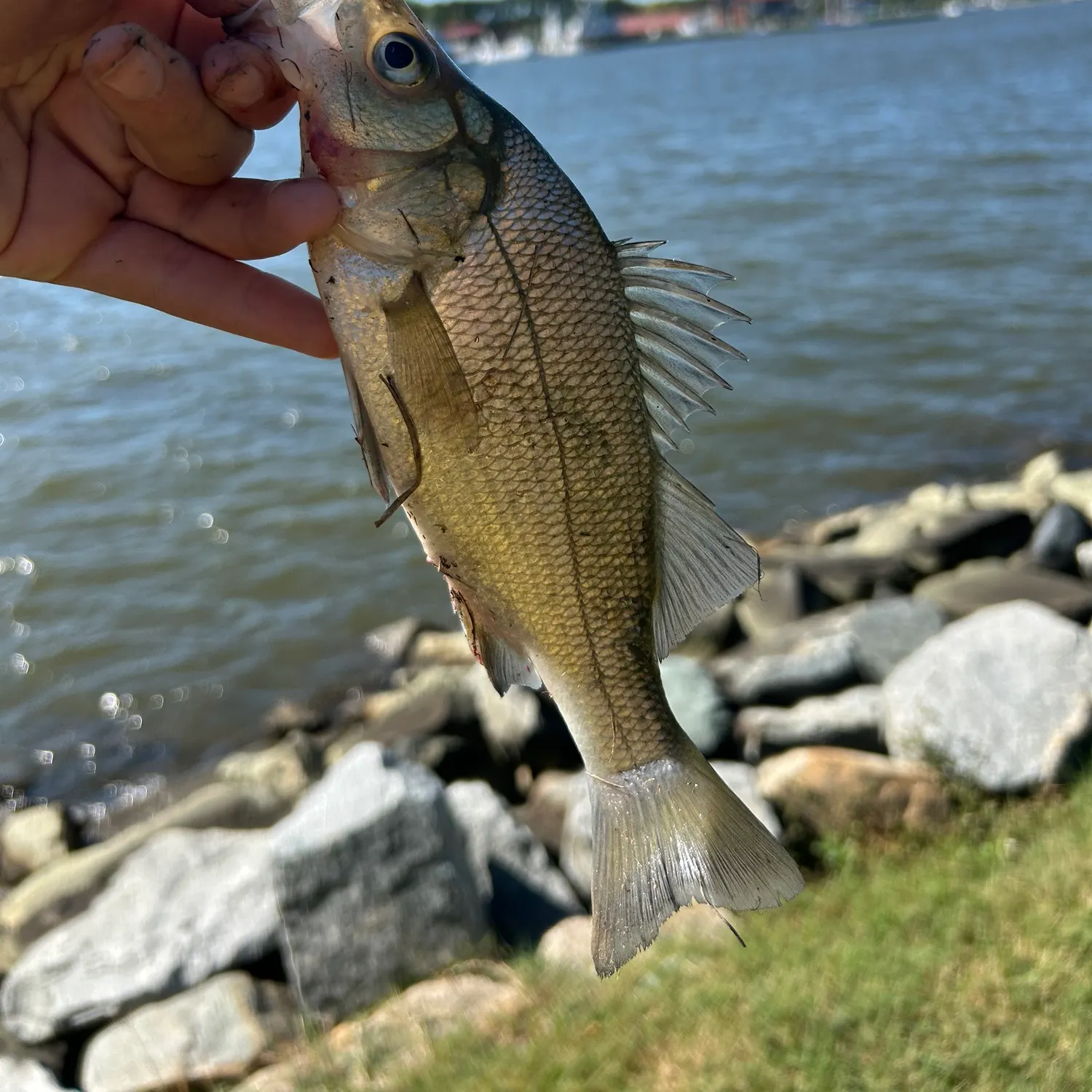 White perch caught on Fishbrain