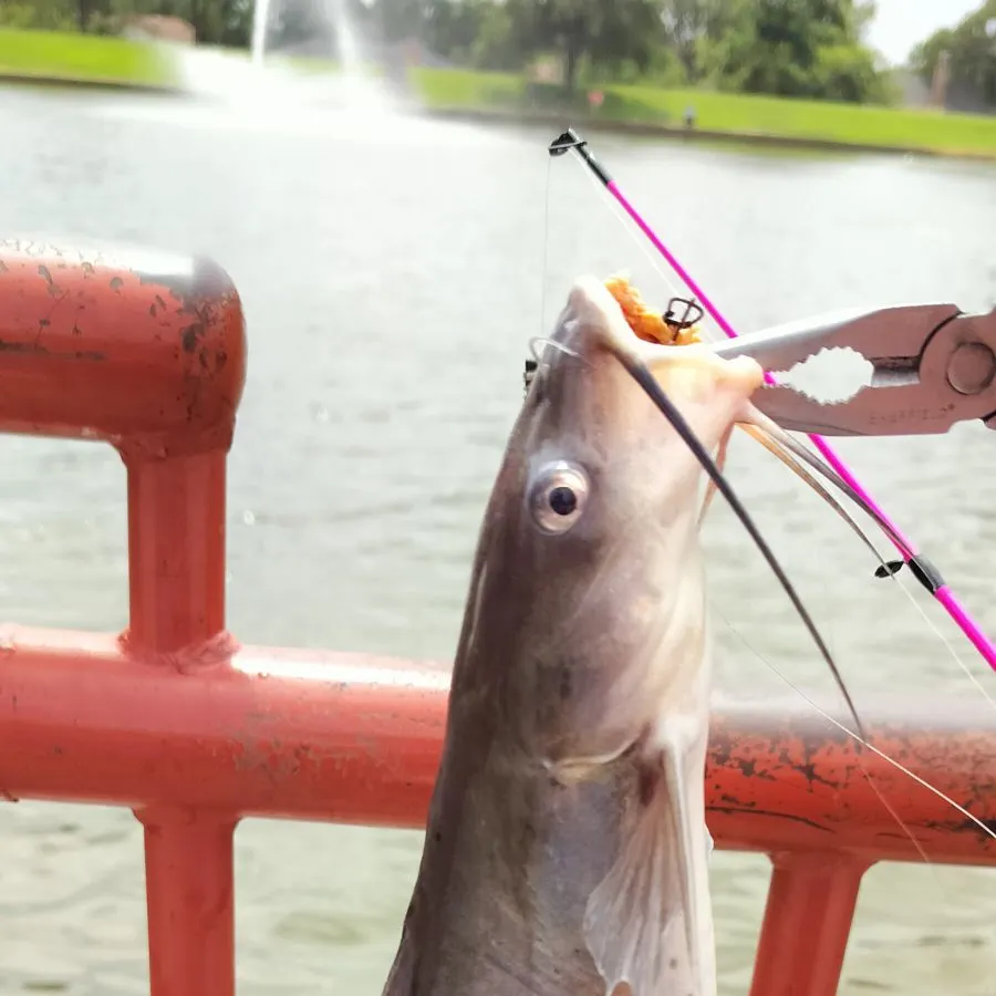 Channel catfish caught on Fishbrain