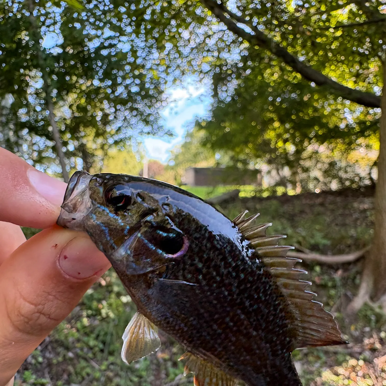 Green sunfish caught on Fishbrain