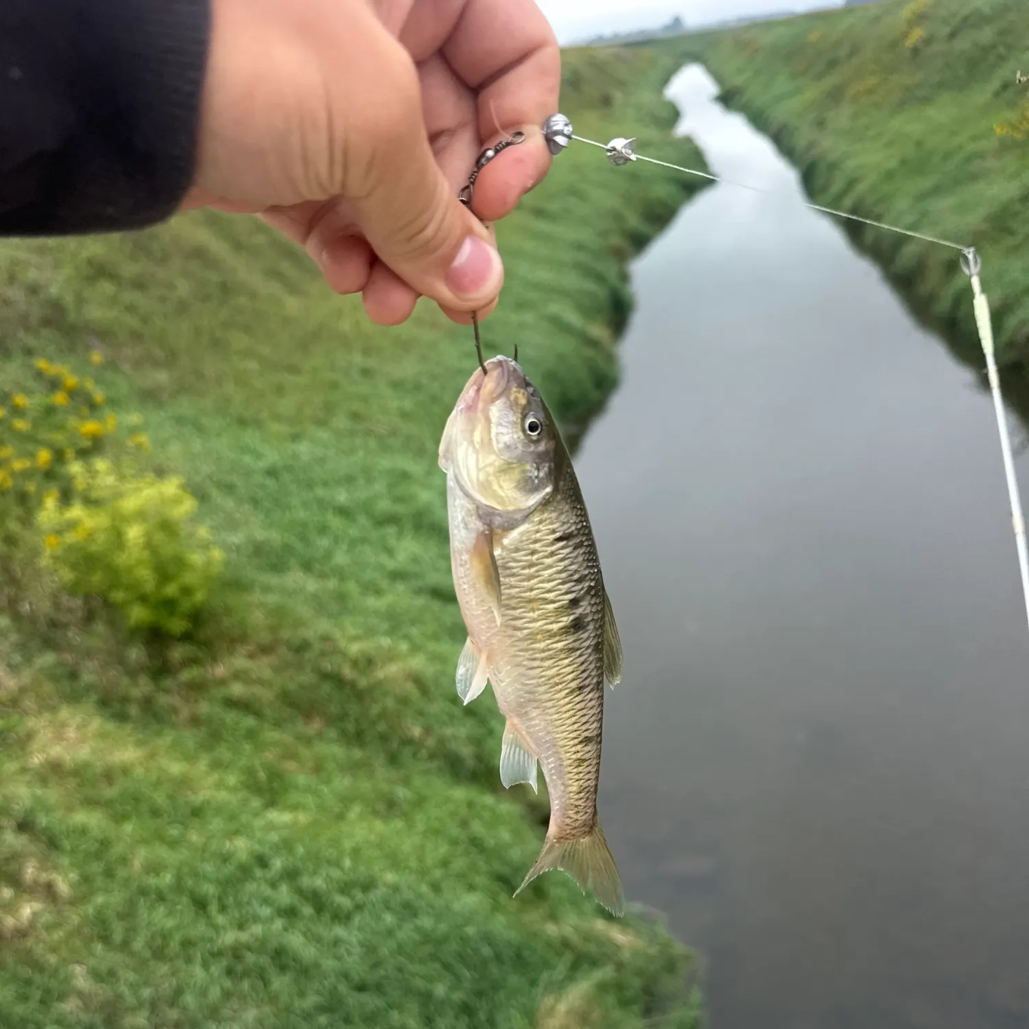 Common shiner caught on Fishbrain