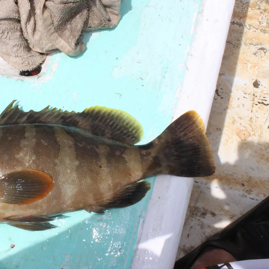 The most recent Nassau grouper catches on Fishbrain