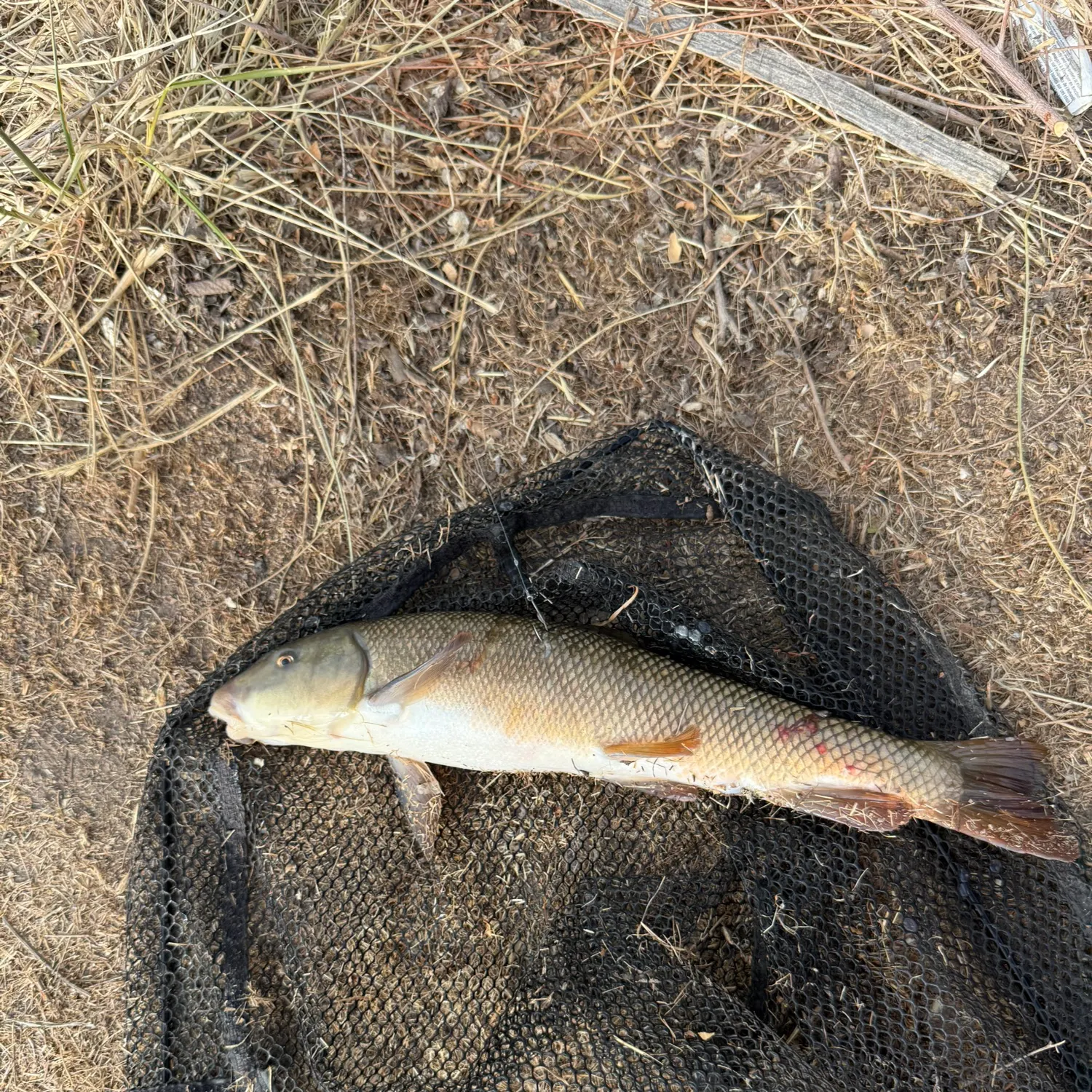 The most recent Utah sucker catches on Fishbrain