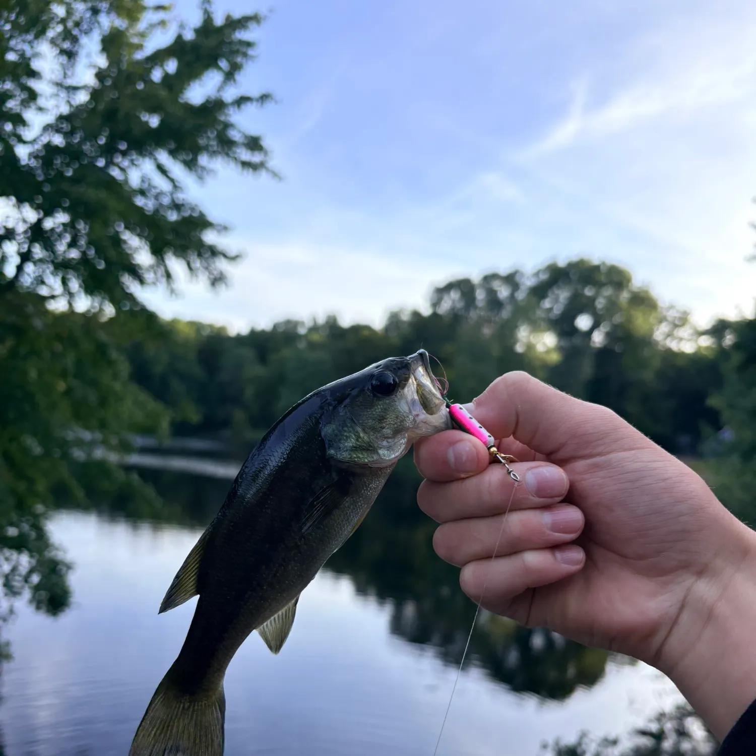 Largemouth bass caught on Fishbrain