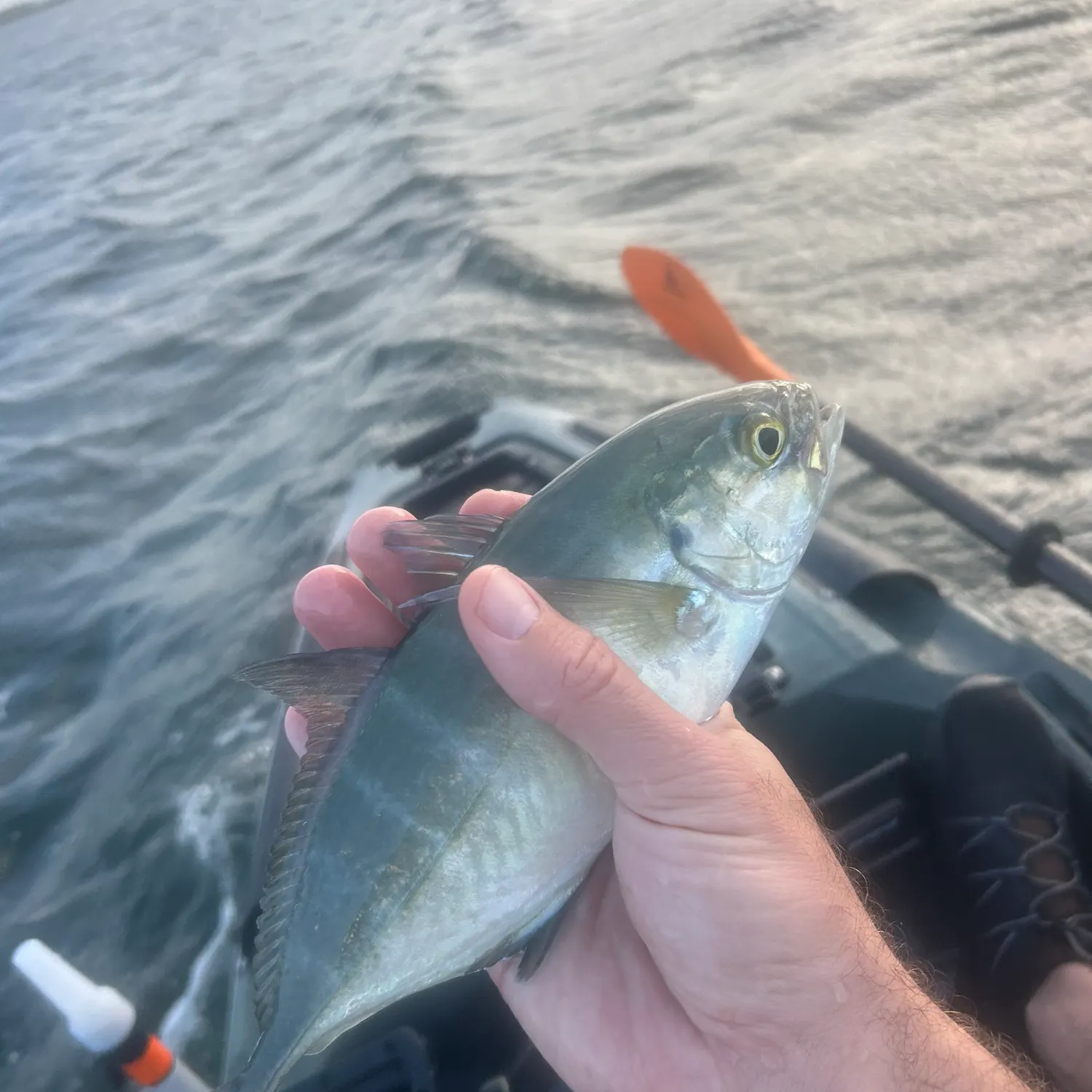The most recent Blue runner catches on Fishbrain
