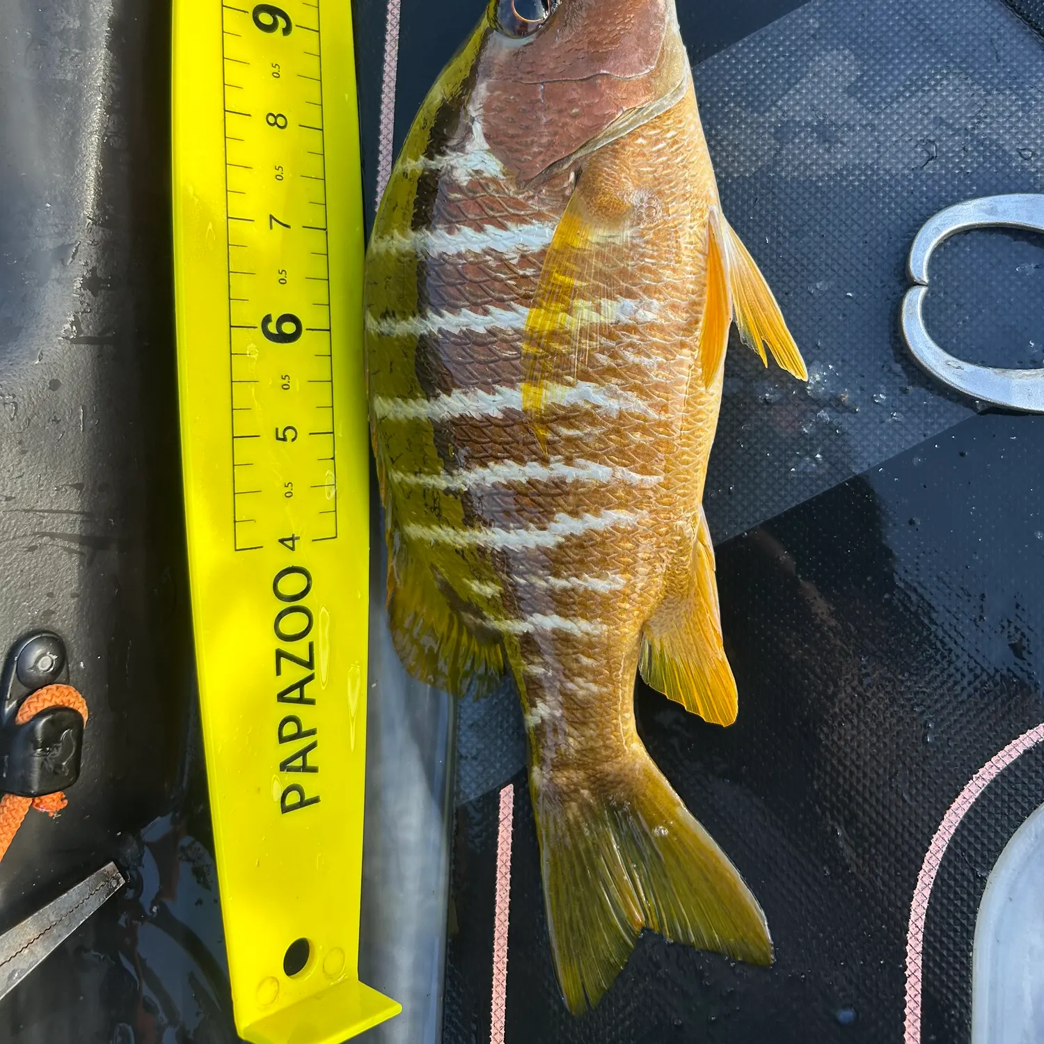 The most recent Dog Snapper catches on Fishbrain