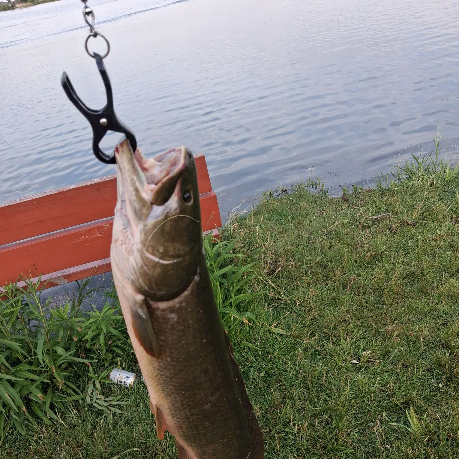 The most recent Eyetail bowfin catches on Fishbrain