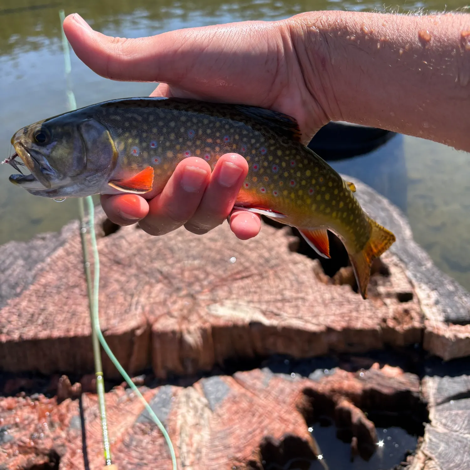 Brook trout caught on Fishbrain