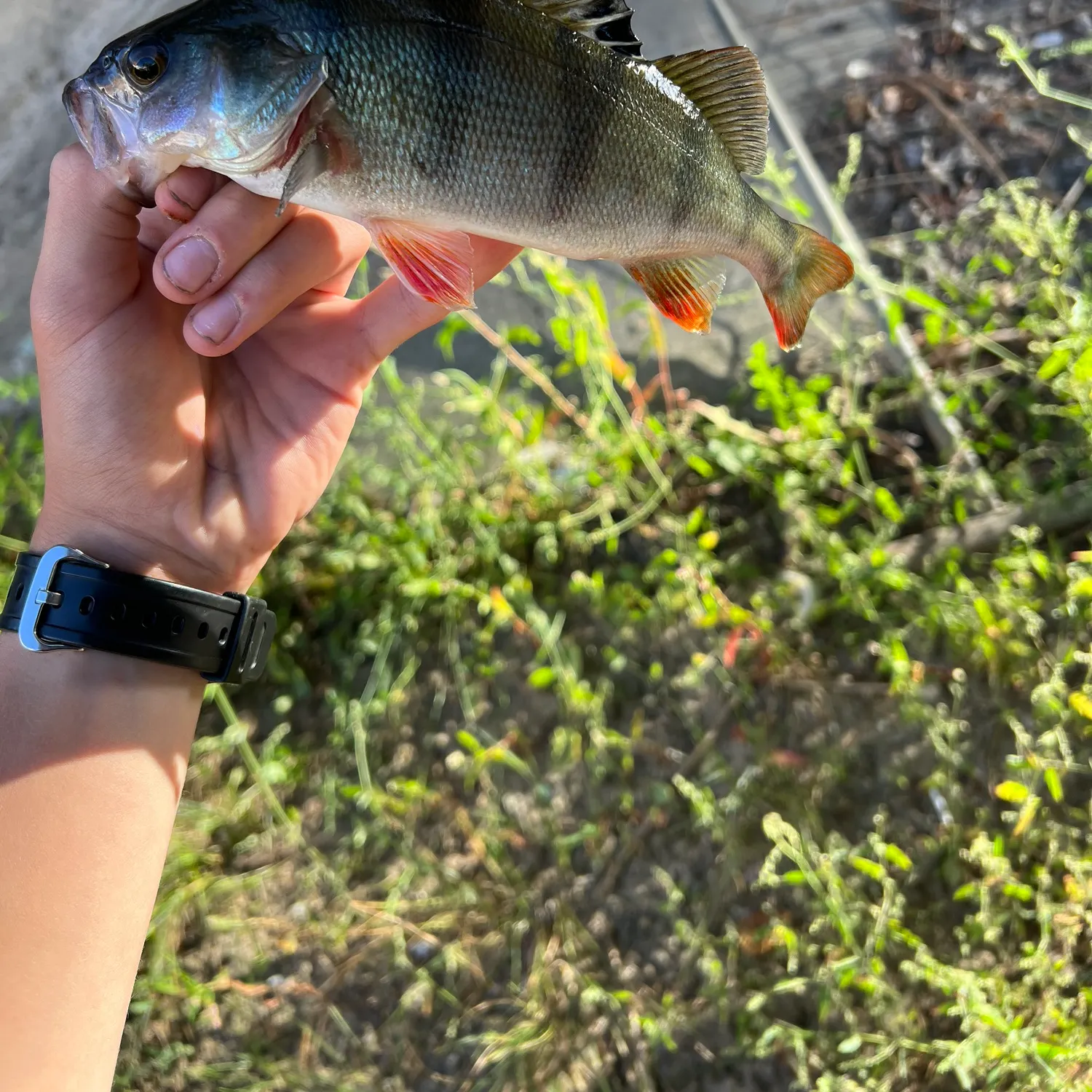 catch