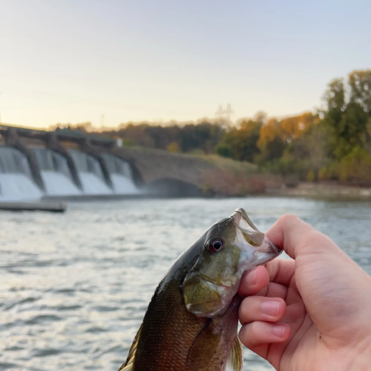 Smallmouth bass caught on Fishbrain