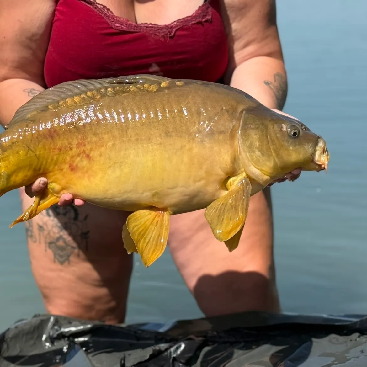 The most recent Mirror carp catches on Fishbrain