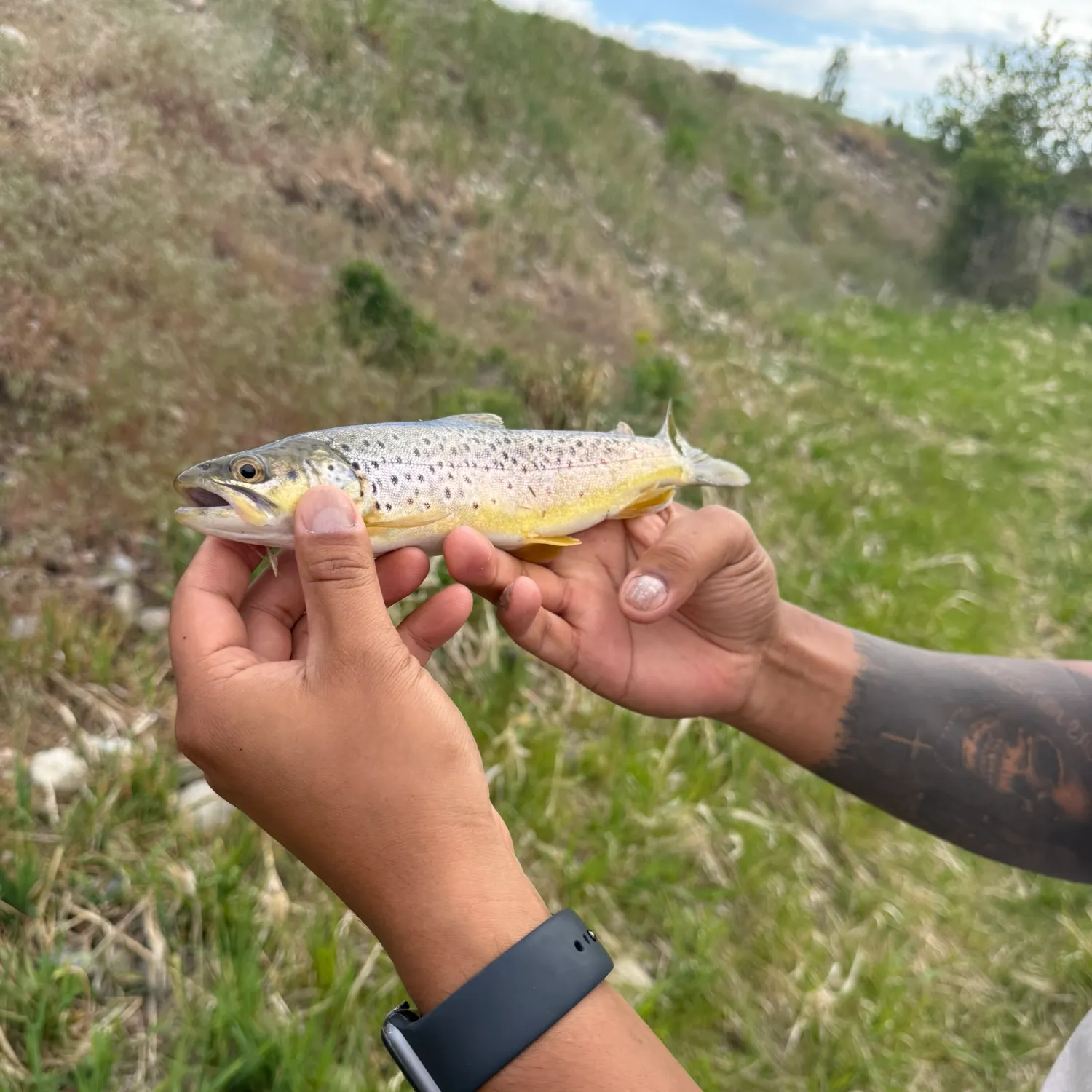 recently logged catches