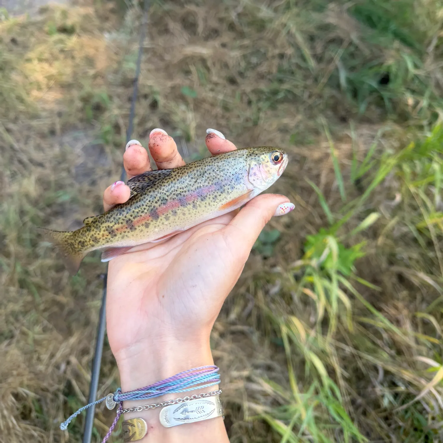 Rainbow trout caught on Fishbrain