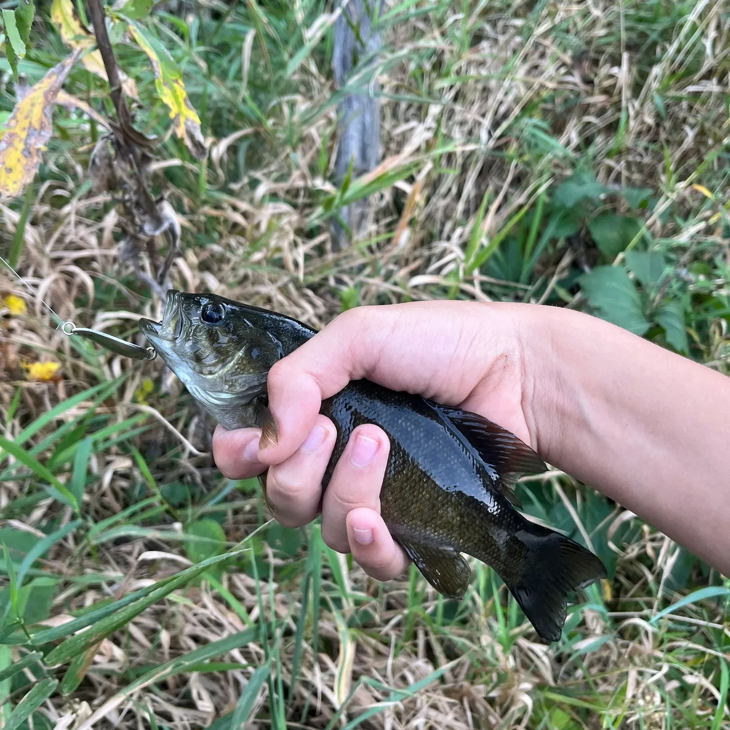Smallmouth bass caught on Fishbrain