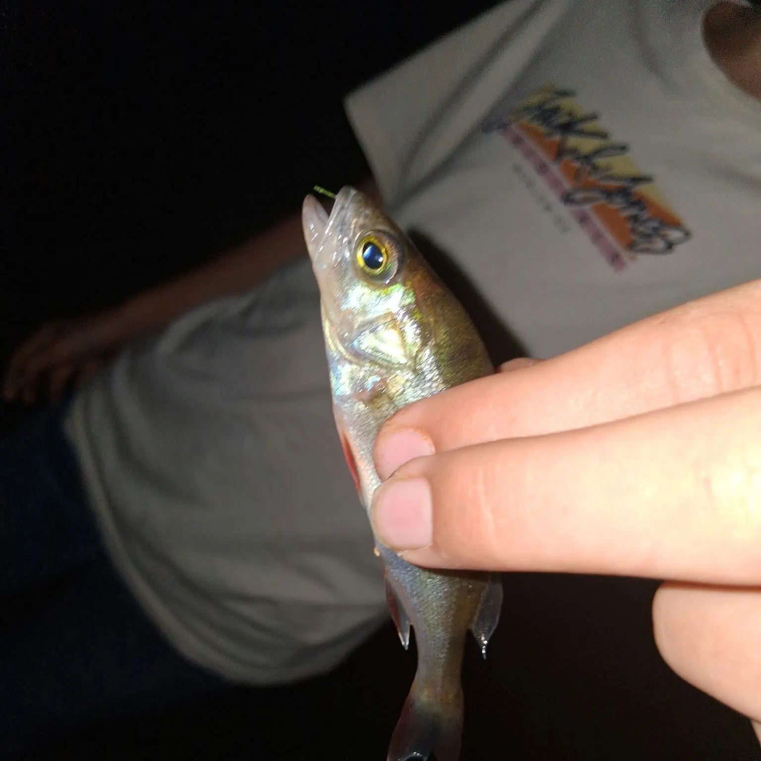 European perch caught on Fishbrain