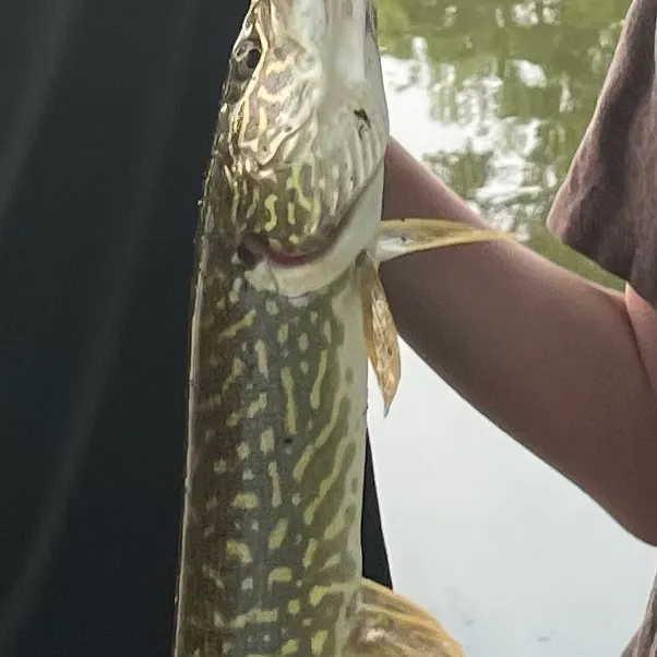 Chain pickerel caught on Fishbrain