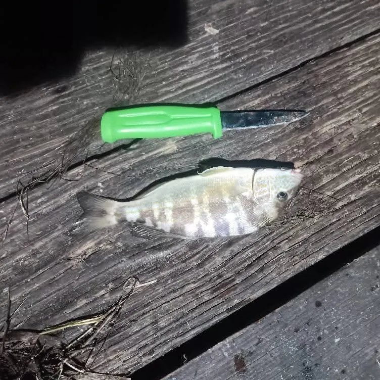 The most recent Black drum catches on Fishbrain