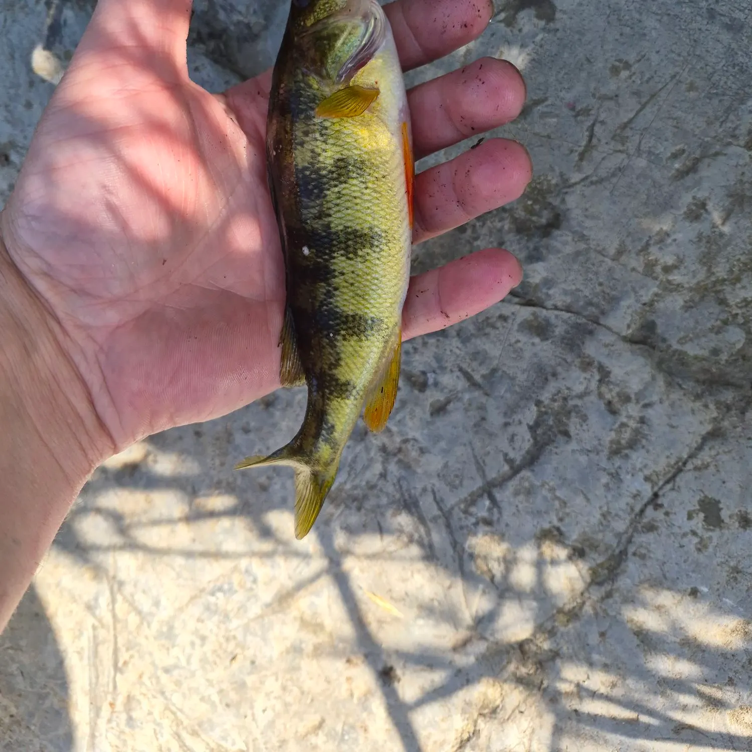Yellow perch caught on Fishbrain