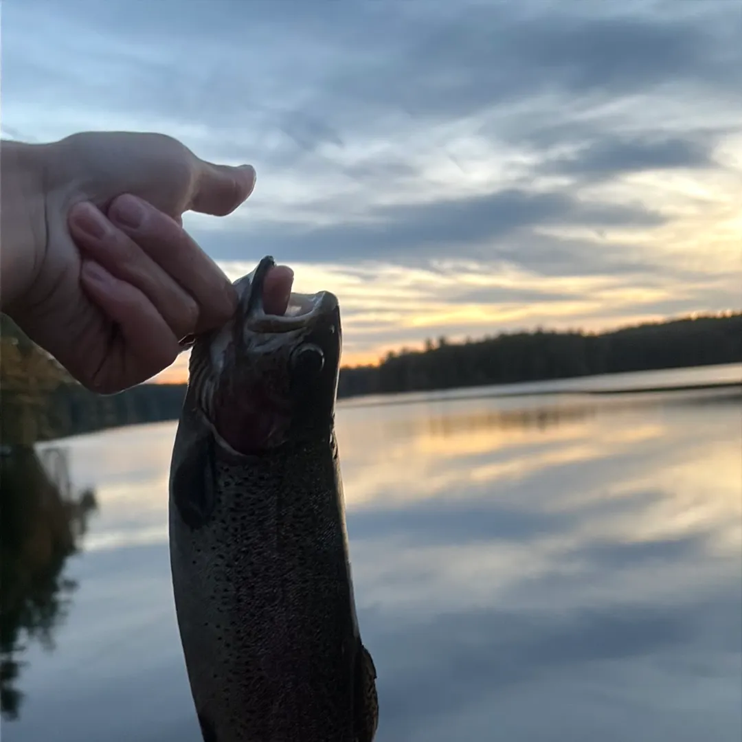 Rainbow trout caught on Fishbrain