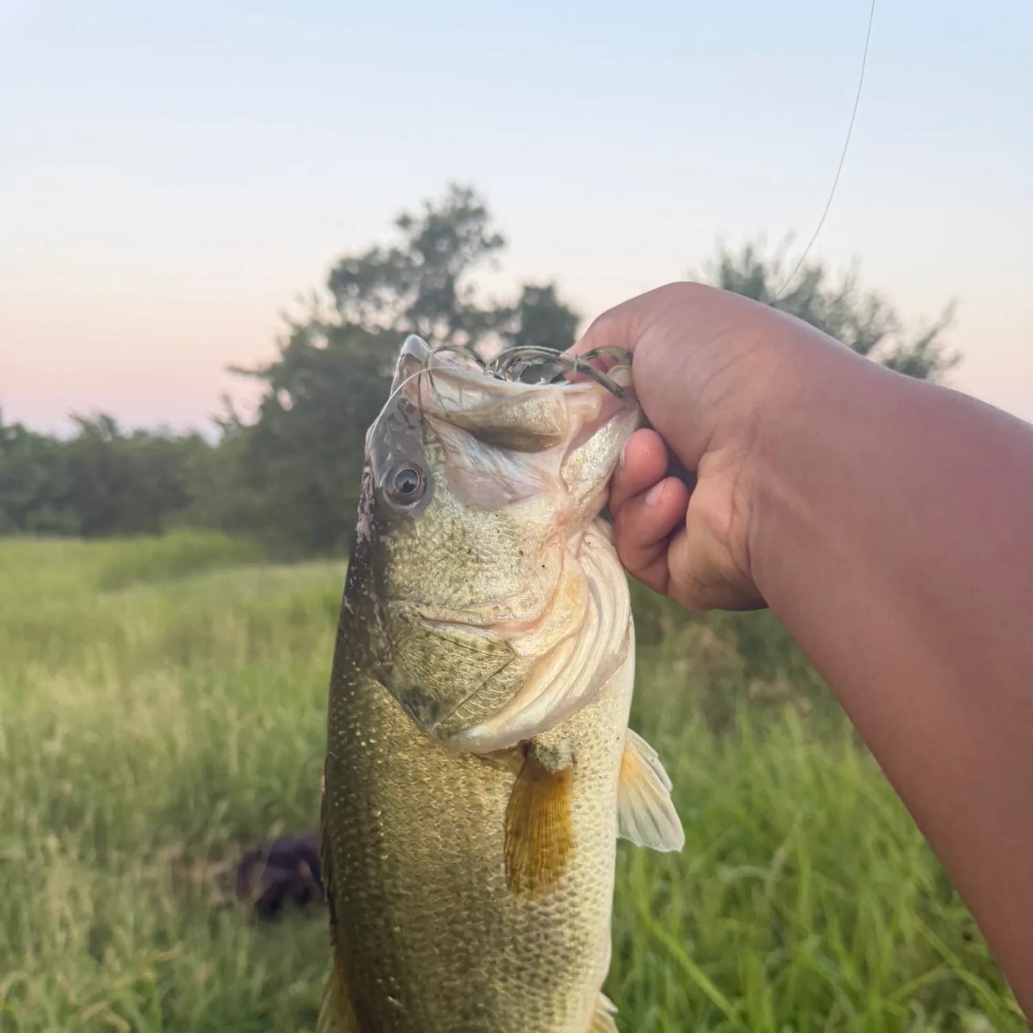 Largemouth bass caught on Fishbrain